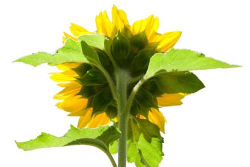 Sunflower Reverse Behind Back Yellow Green