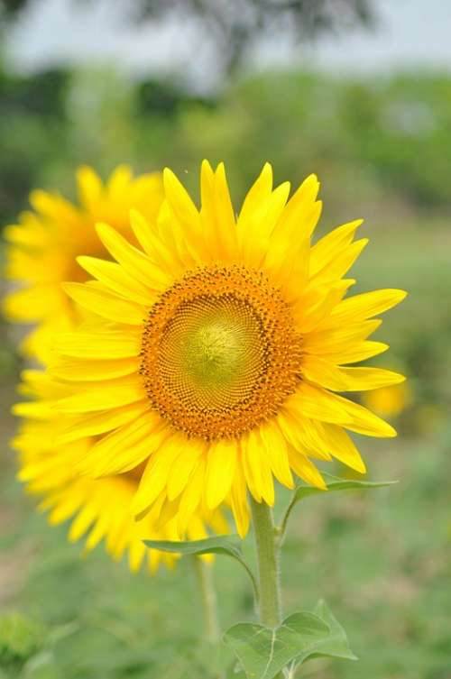 Sunflower Flower Summer Blossom Yellow Beautiful