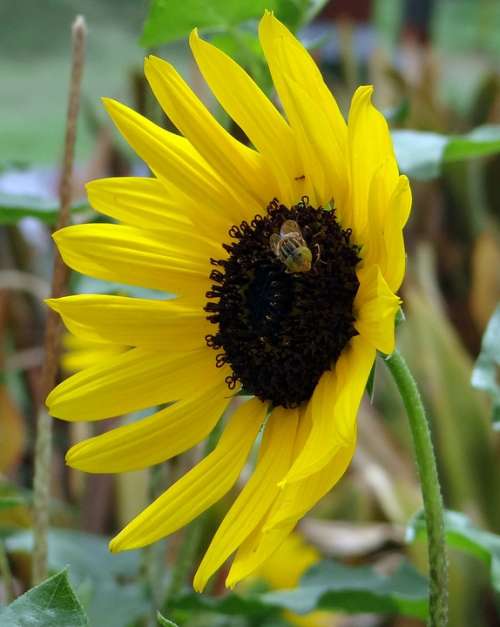 Sunflower Ornamental Bee Macro Close-Up Flower