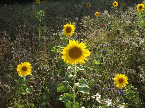 Sunflower Meadow Nature Flowers Plant