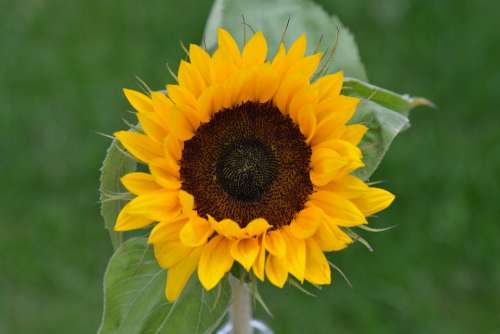 Sunflower Flower Nature