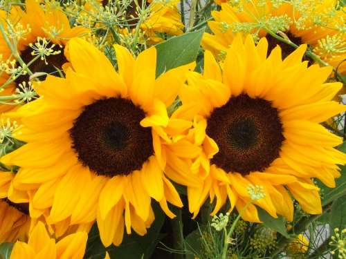 Sunflower Summer Flowers Flowers Yellow Bright