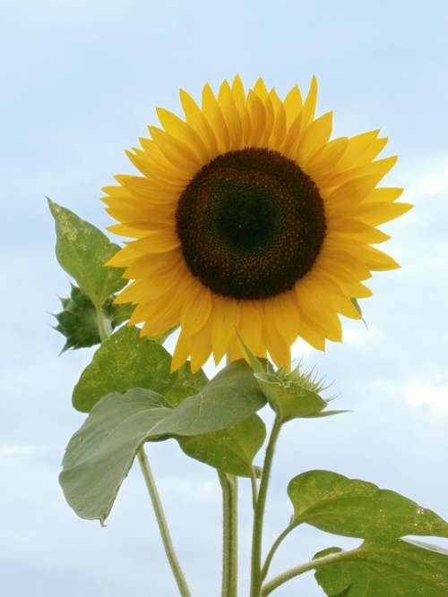 Sunflower Summer Flowers Yellow Flowers