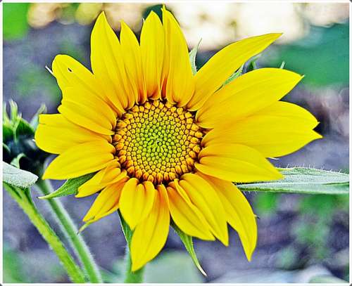 Sunflower Flowers Garden