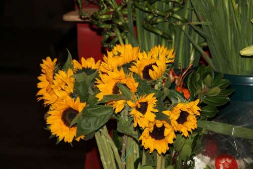 Sunflower Flowers Flower Plant