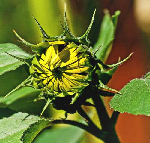 Sunflower Young Collapsed Blooming Small Dashing