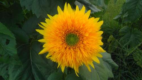 Sunflower Flower Yellow Summer Sun Sunlight