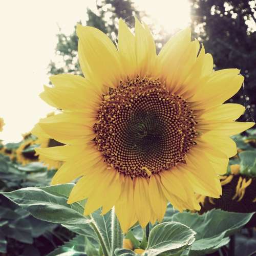 Sunflower Flower Summer Landscape Color
