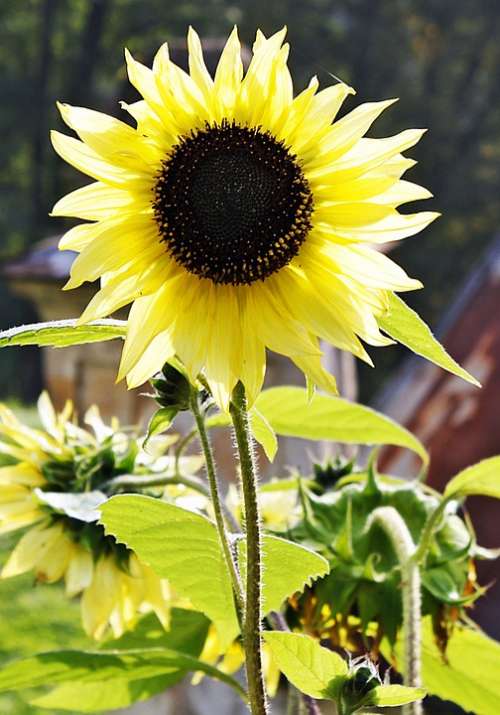 Sunflower Yellow Flower