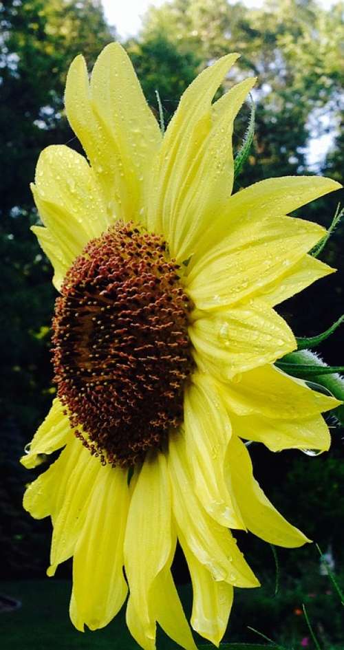 Sunflower Nature Garden Bloom Yellow Wet