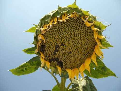 Sunflower Seeds Plant Organic Flower Yellow