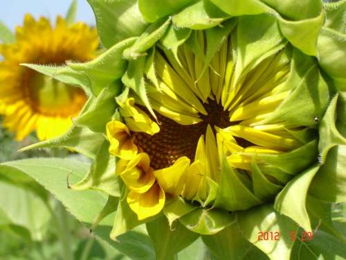 Sunflower Botanical Plants Seeds Sunflower Seeds