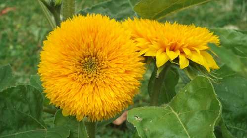 Sunflower Yellow Summer Plant Bright