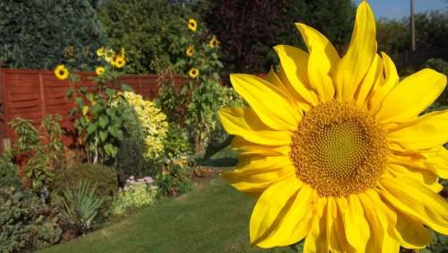 Sunflower Flower Summer Yellow