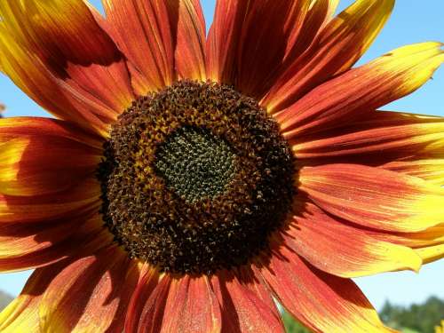 Sunflower Red Yellow Flower