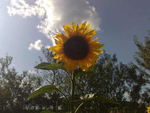 Sunflower Alone Nature