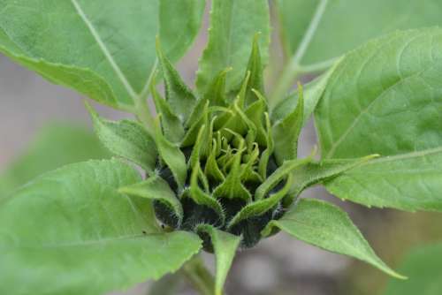 Sunflower Bud Tight Helianthus Annuus Green