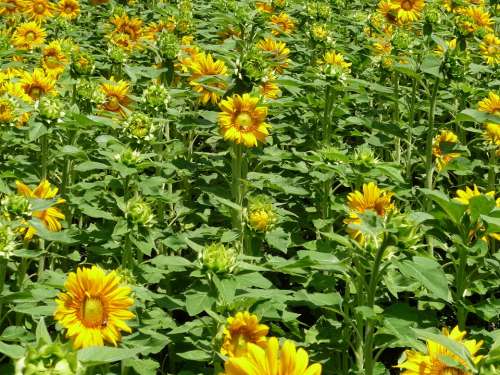 Sunflower Field Sunflower Yellow Green Nature