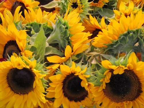 Sunflowers Yellow Flower Big Bright Floral Sunny