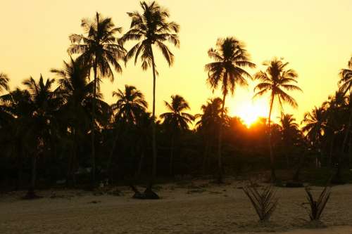 Sunrise Palms India