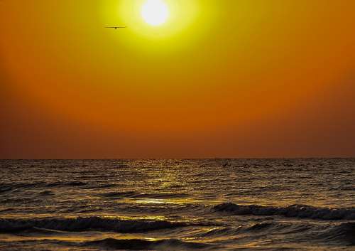 Sunrise Waves Golden Bird Sea Sky Sunlight Water