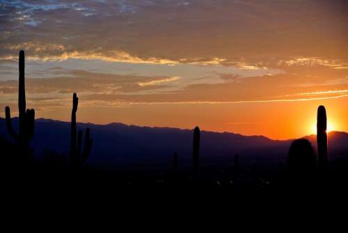 Sunrise Arizona Cactus Desert Landscape Nature