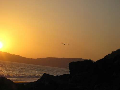 Sunset Sea Italy Bird Seagull Rock