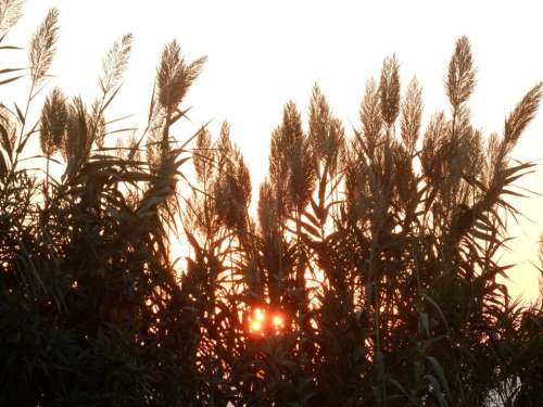Sunset Evening Sky Nature Plant Landscape Grass