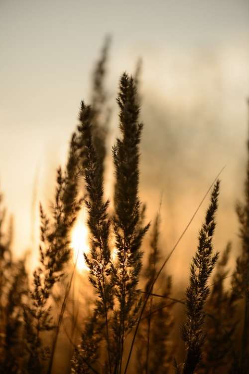 Sunset Abstract Abstract Background Reeds Plants