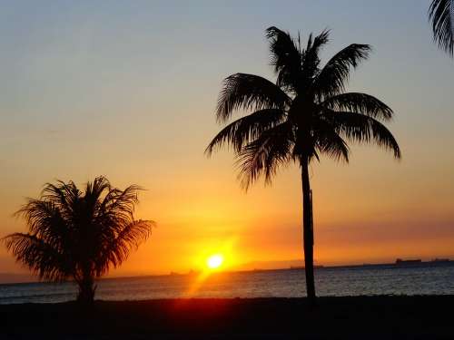 Sunset Sun Palm Tree Beach