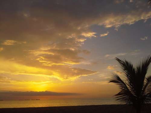 Sunset Palm Tree Sky Cloud Palms Horizon