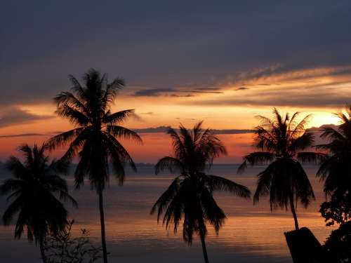 Sunset Palm Trees Beach