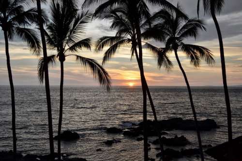 Sunset Palms Palm Trees Mexico Ocean Trees