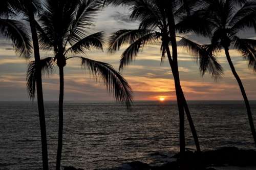 Sunset Palms Palm Trees Mexico Ocean Trees