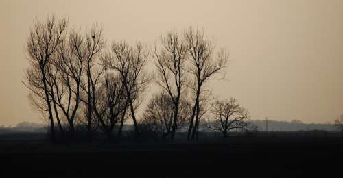 Sunset Color Cloud Wood Clump