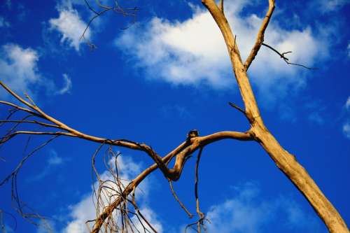 Sunset Branches Trunk Bare Golden Light Glowing