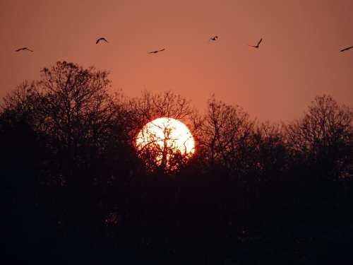 Sunset Glow Forest Tattihallia Karnataka India