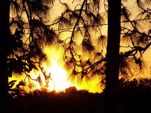 Sunset Sun Trees Pine Trees Pine Branch Wire Dusk