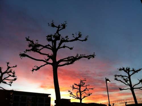 Sunset Plane Trees Sky Clouds