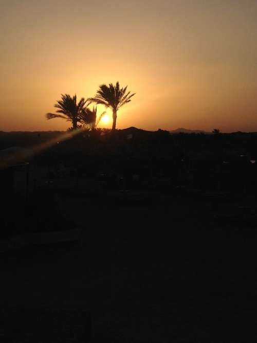 Sunset Palms Egypt Atmosphere