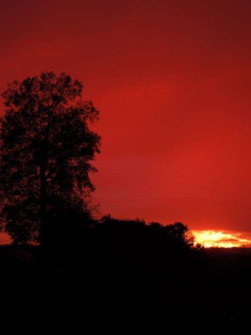 Sunset Tree Vertically