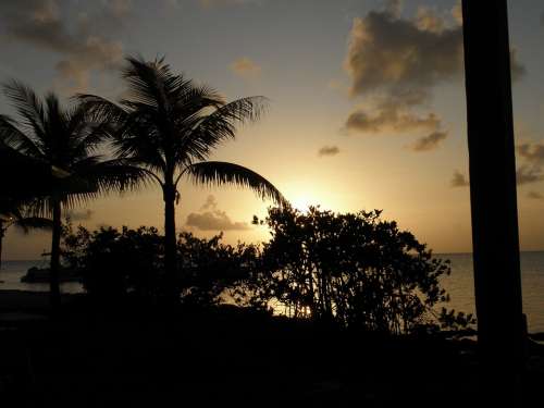 Sunset Romance Tropics Trees Sky