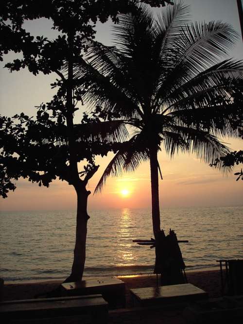 Sunset Sea Coast Palm Trees