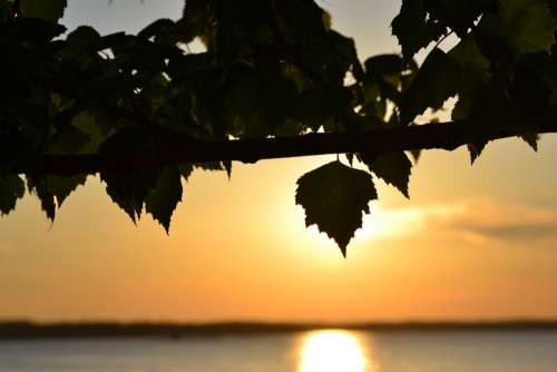 Sunset Lake Deciduous Tree Summer Näsijärvi