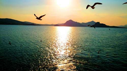 Sunset Gulls Ocean