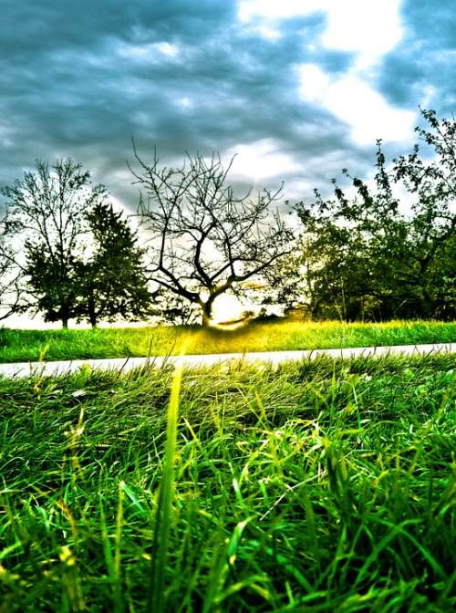 Sunset Orchard Landscape Fruit Tree Hdr Meadow