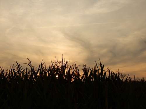 Sunset Field Clouds Fields Cornfield