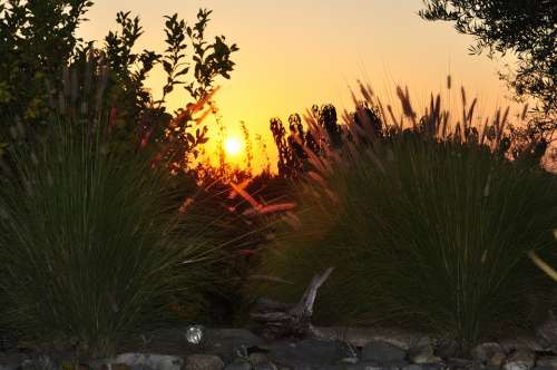 Sunset Grasses Evening Sky Landscape Dusk