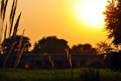 Sunset Yellow Nature Sun Light Sky Tree Sunrise