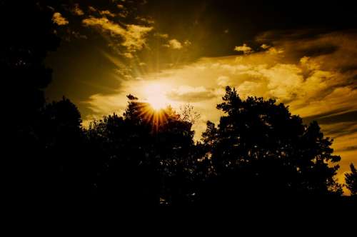 Sunset Tree Trees Sun Nature Evening Silhouette